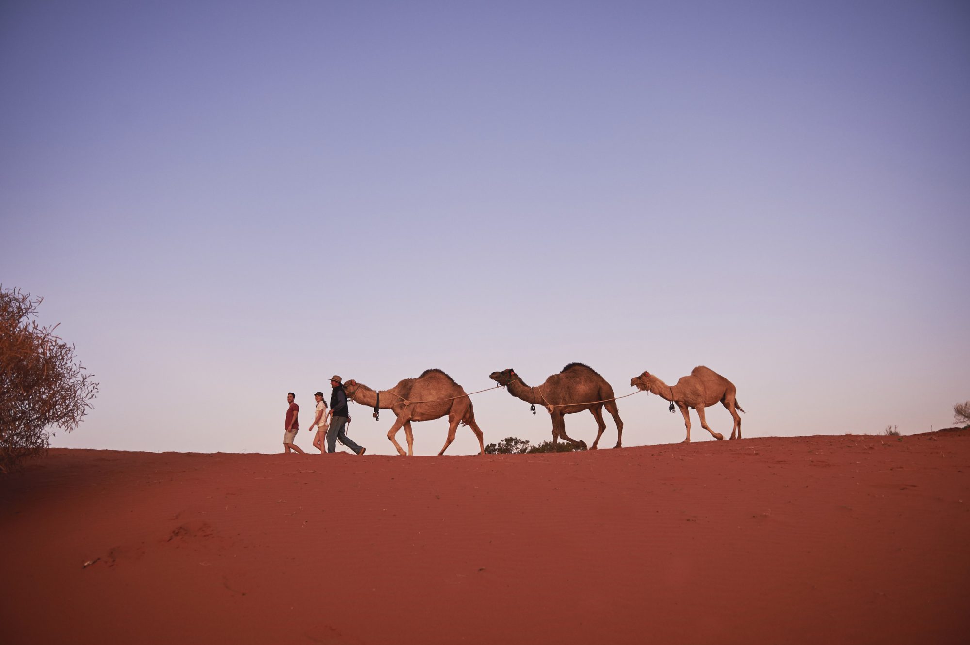 The Beltana Camel Experience