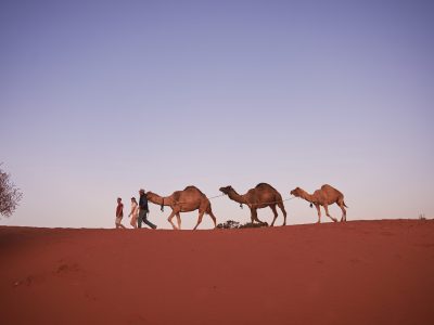 The Beltana Camel Experience