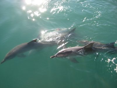 Collie River Cruise Trip