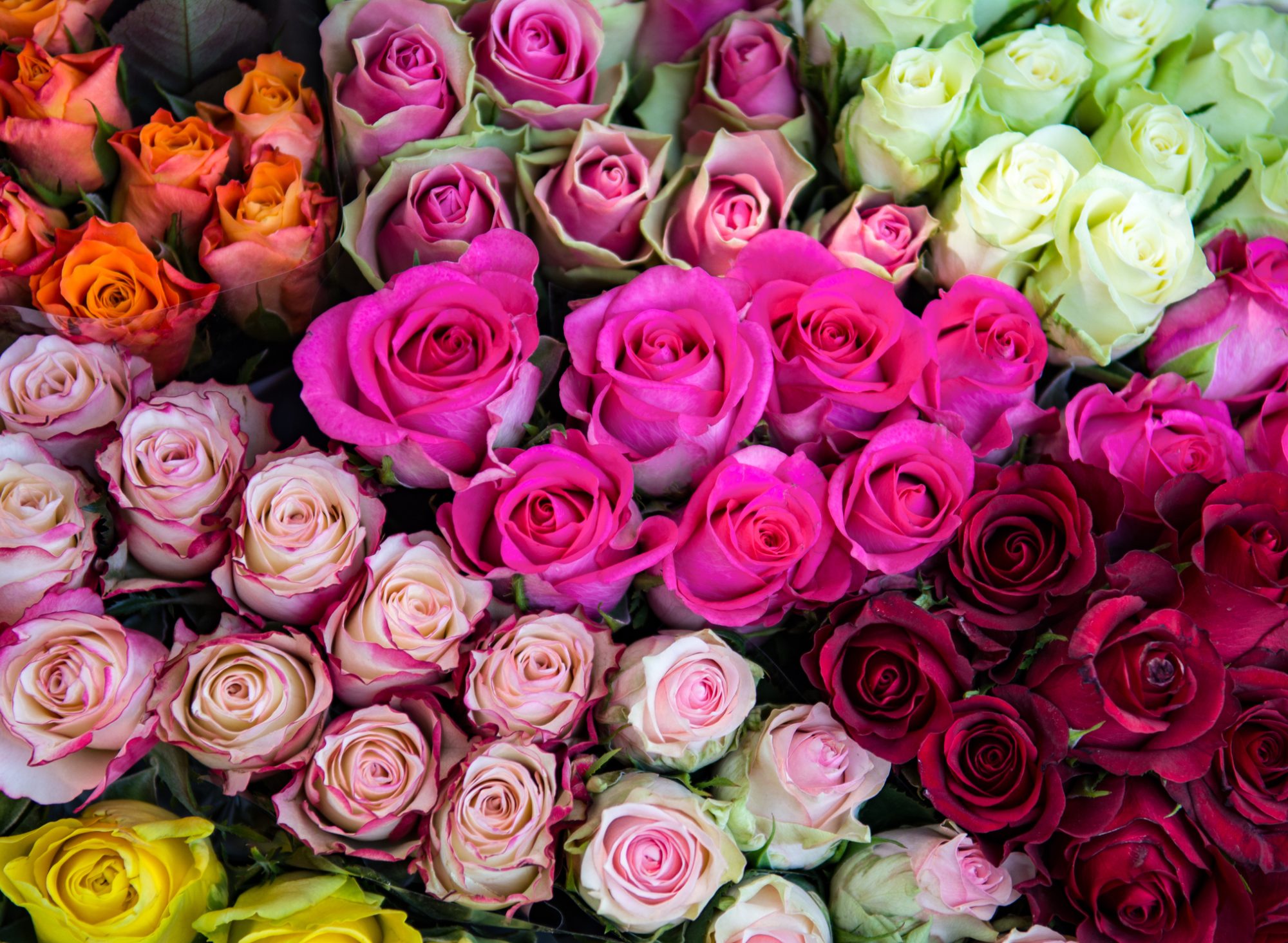 Roses on the flower market